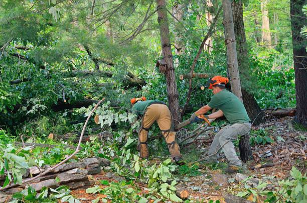 Best Emergency Tree Service  in Taft Mosswood, CA